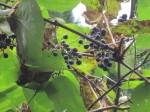 ヤマブドウ