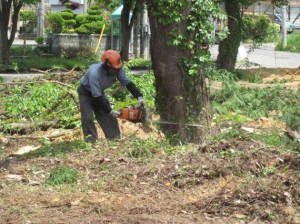 サクラの古木を伐採中