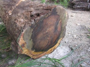 直径35cmの貴重なクロガキ