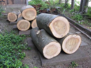 丸太椅子向けのケヤキ