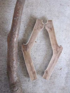 エンジュの小径木