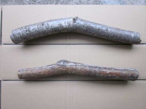 エンジュの小径木（真横図）