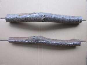 エンジュの小径木（真上図）