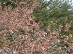 サクラ開花