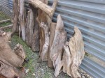 持ち帰った流木